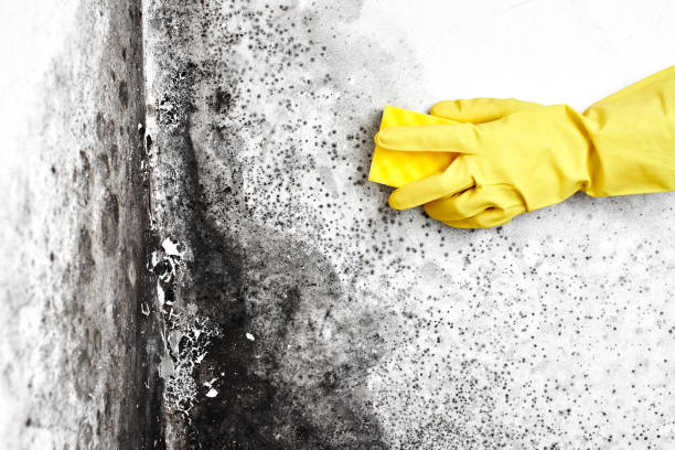 Best Local Mold Removal Service  in Metuchen, NJ