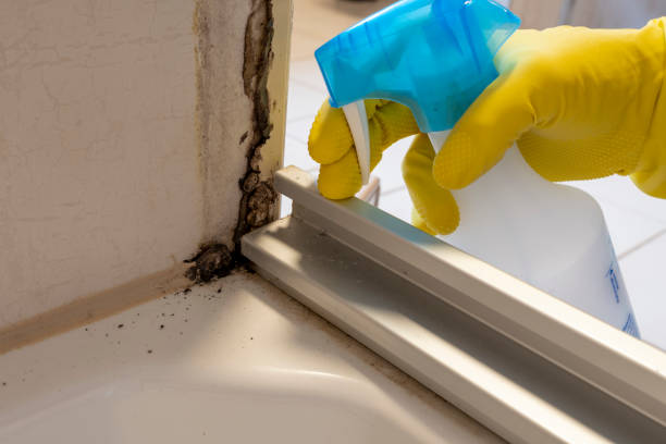 Professional Mold Removal in Metuchen, NJ