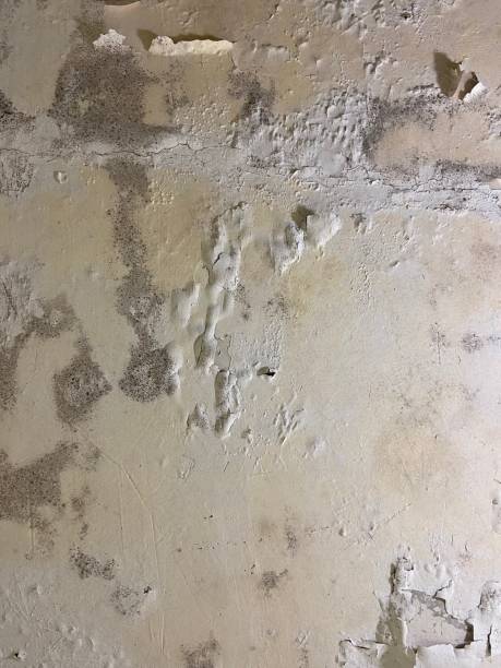 Best Crawl Space Mold Removal  in Metuchen, NJ