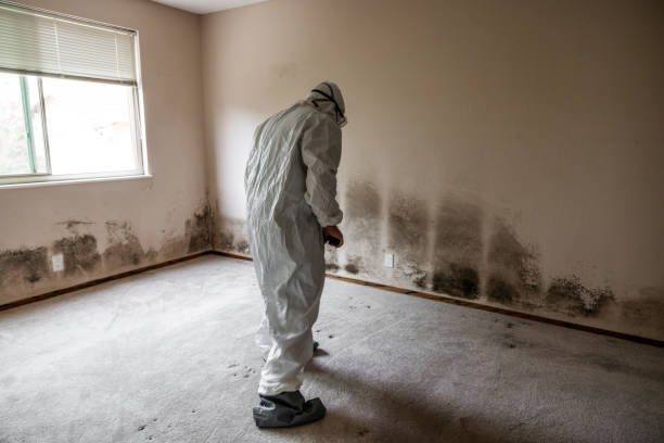 Mold Removal and Inspection in Metuchen, NJ