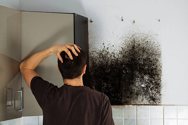 Trusted Metuchen, NJ Mold Removal Experts