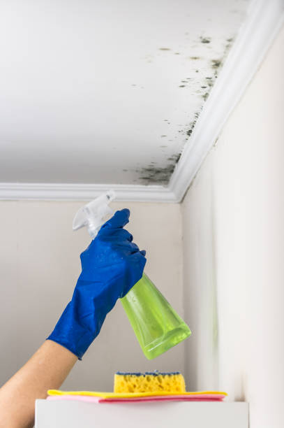 Best Fast Mold Removal  in Metuchen, NJ